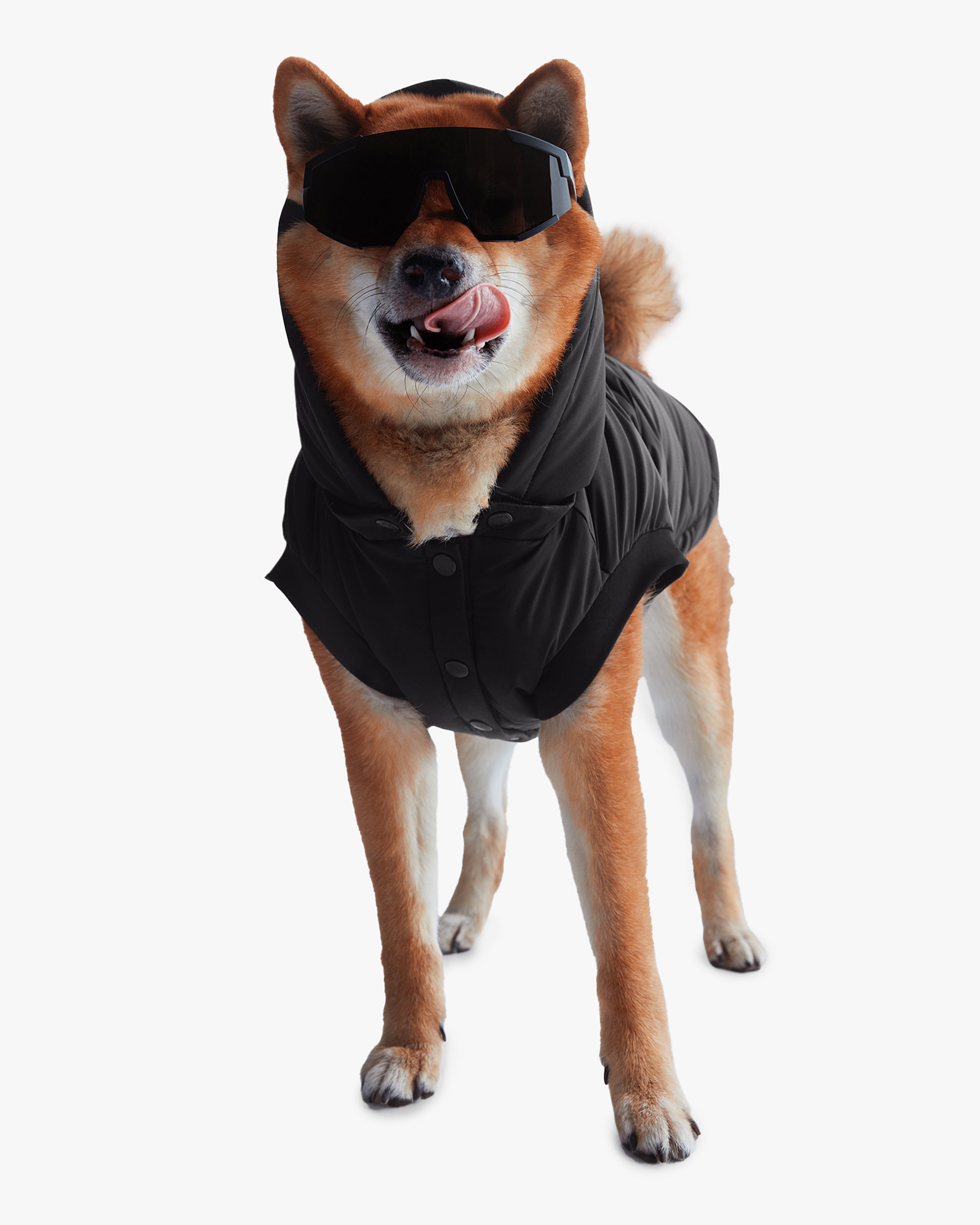 quartz-co-henri-veste-en-duvet-capuchon-pour-chien image 2